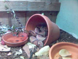 Copperhead