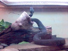 Cottonmouth
