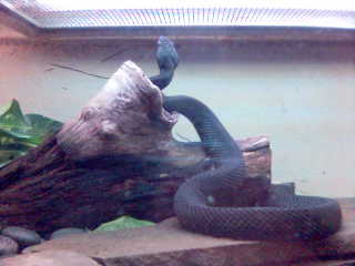 Cottonmouth