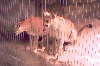 Cougar Cubs Memphis Zoo