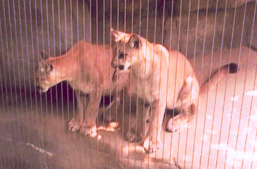Cougar Cubs Memphis Zoo