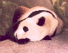 Giant Panda Memphis Zoo