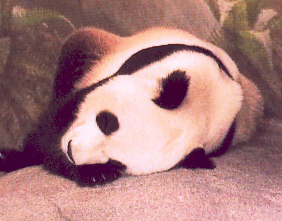 Giant Panda Memphis Zoo
