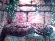 Giant Retic
