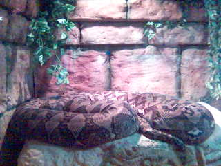 Giant Retic