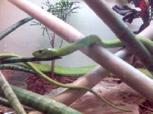 Green Mamba