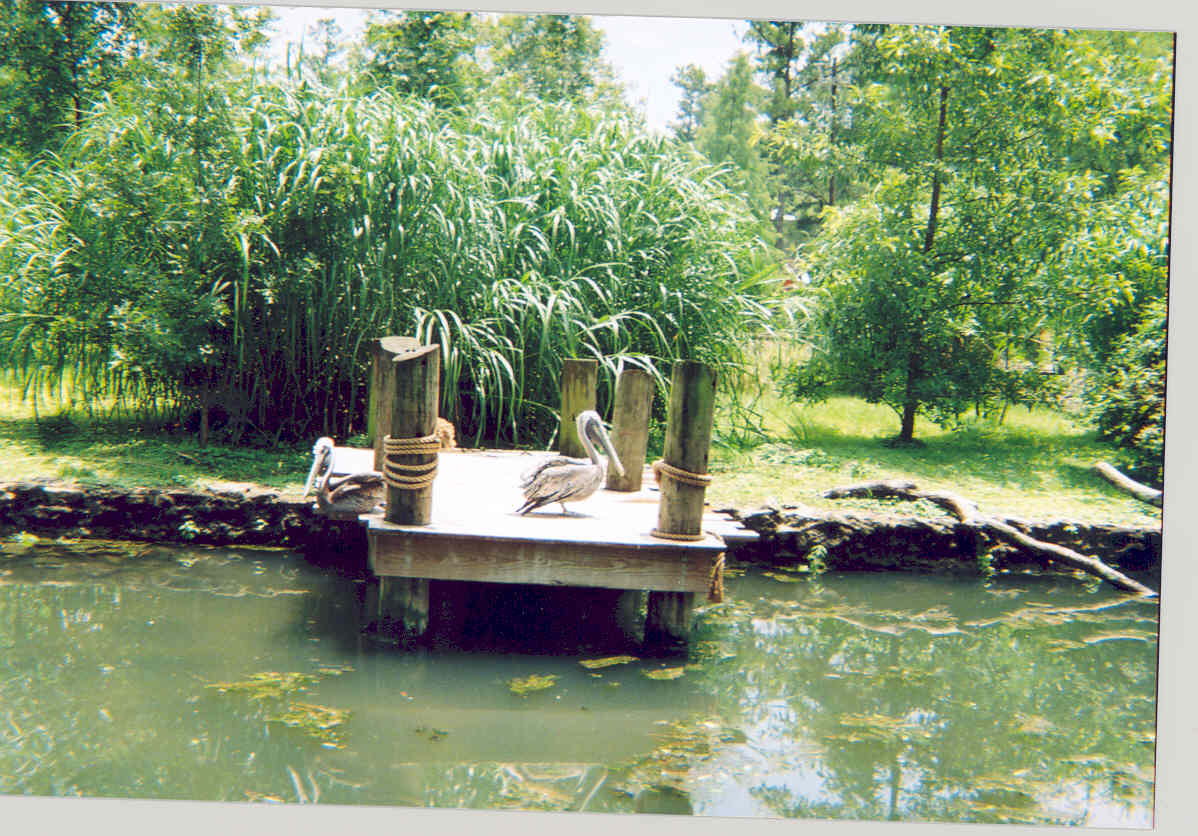 Pelicans Birmingham Zoo