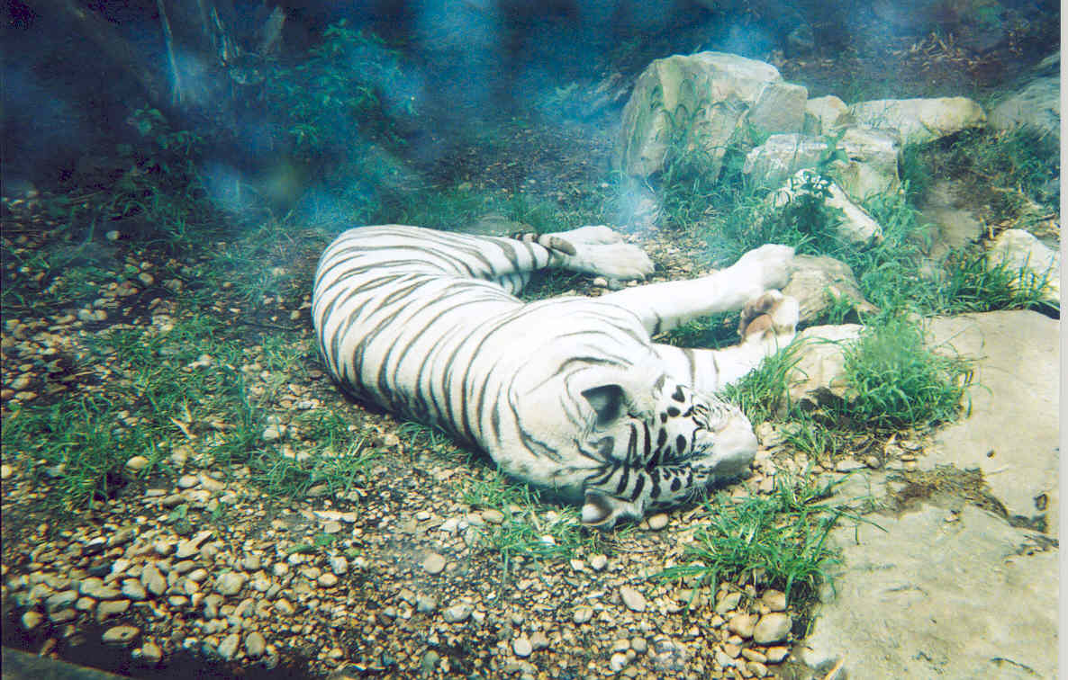 White Tiger Birmingham Zoo