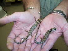 pink tongue skinks