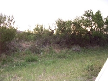 elk