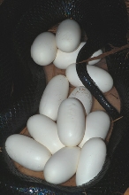 mussurana eggs