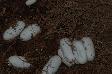 eggs
