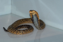 Naja samarensis