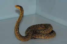 Naja samarensis