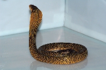 naja samarensis