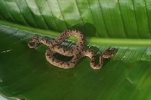 juv. jerdoni