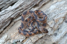 cateyed snake