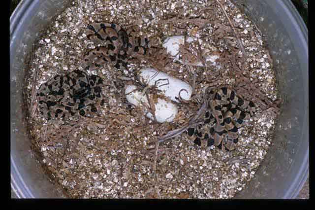 hatchling Imantodes cenchoa