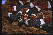 Rhinobothryum bovallii