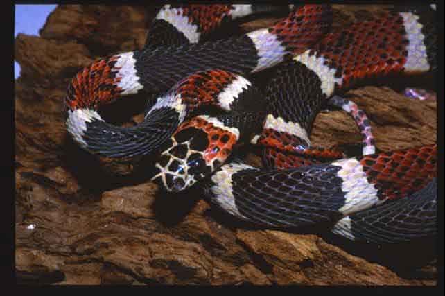 Rhinobothryum bovallii