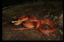 O. formosus