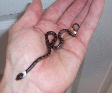 Hatchling Leptodeira annulata