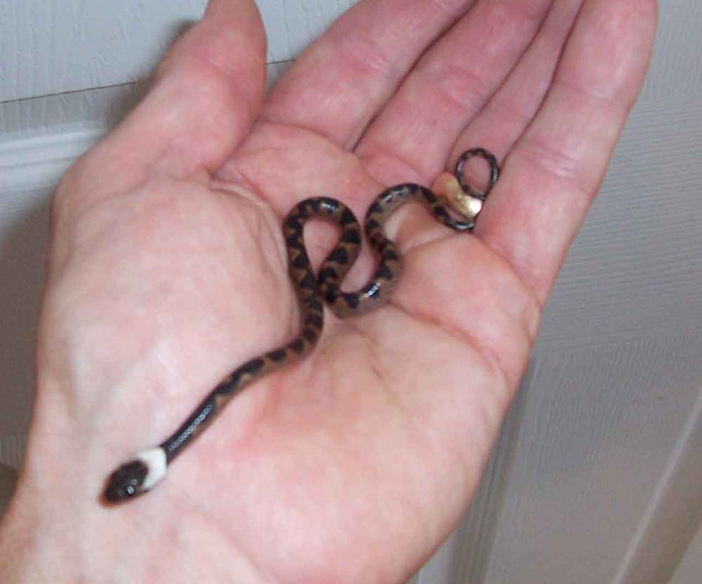 Hatchling Leptodeira annulata