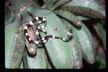 Dipsas bicolor