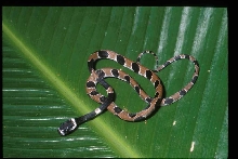 Dipsas catesbyi