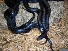 mussurana