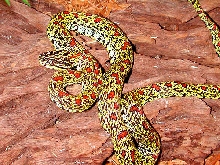 adult female P.j.x.