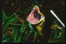 Xenodon severus