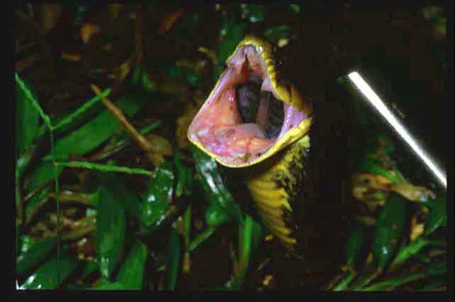 Xenodon severus