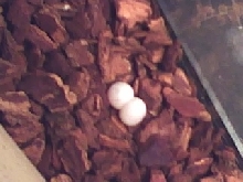 gecko eggs just laid 02 06 08
