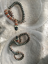 Zonata