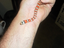 male algama
