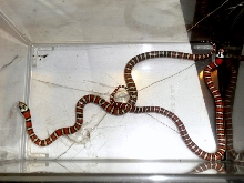male and female agalma
