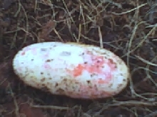 leopard gecko egg