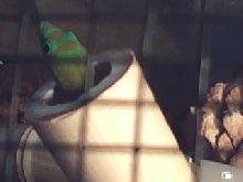 gold dust gecko enjoying bamboo