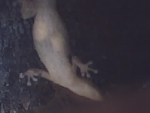 gecko with eggs?