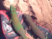 golddust day geckos