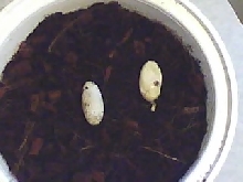 leapord gecko eggs