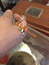 hungry snake