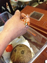 hungry snake2