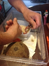hungry snake3