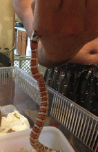 hungry snake4