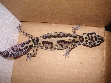 striped lep gecko