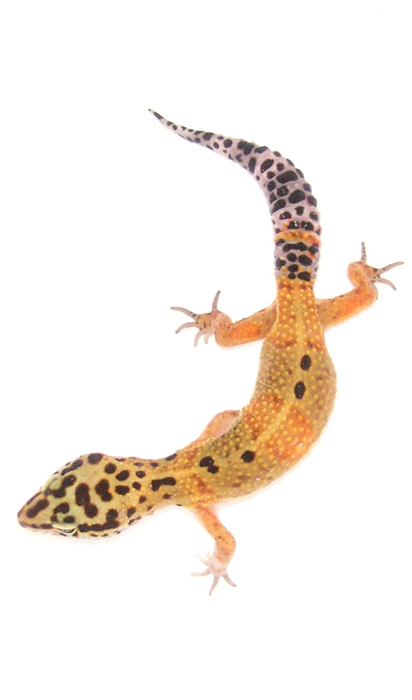 hypo tangerine