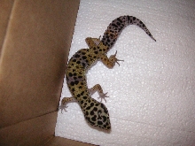 lavender spotted gecko