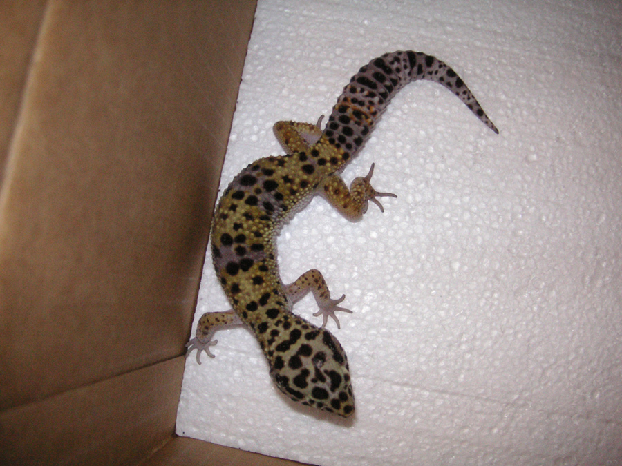 lavender spotted gecko